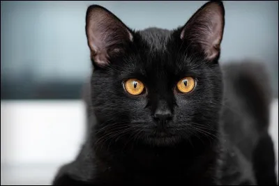 Quel grade voudrais-tu ?