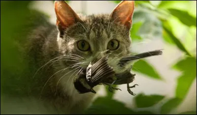 Quand tu reviens de la chasse, tu...