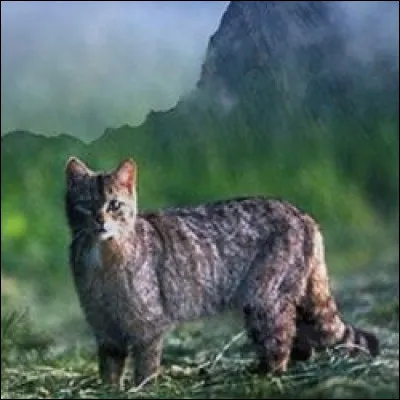 Si tu sens l'odeur d'un chat d'un clan adverse sur ton territoire, tu...