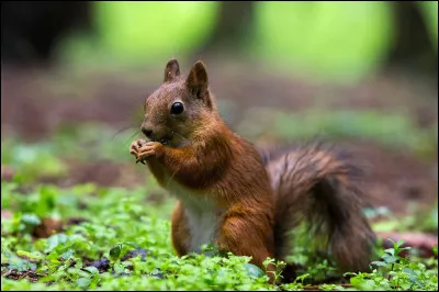 Quel animal te représente le plus ?