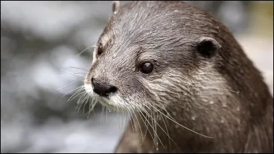 Je parie que cet animal est :