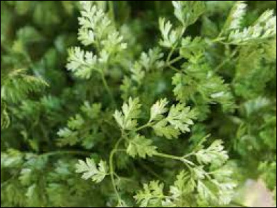 Bon je pense que vous avez compris le principe, trouvez l'épice !