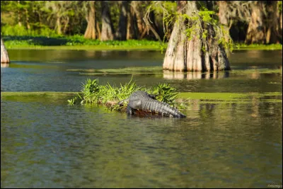Louisiane : quelle est l'origine de son nom, sachant que c'était au préalable la région du delta du Mississippi ?