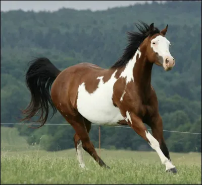 Quelle est la race de ce cheval ?