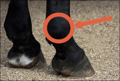Quelle est cette partie du cheval ?