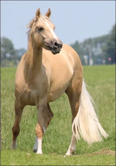 Quelle est cette robe ?