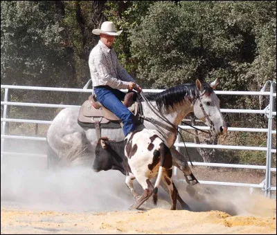 Quel est cette discipline à selle western ?