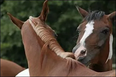 Quel caractère as-tu ?