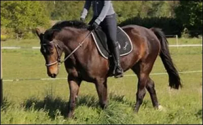 Quelle est ta spécialité ?