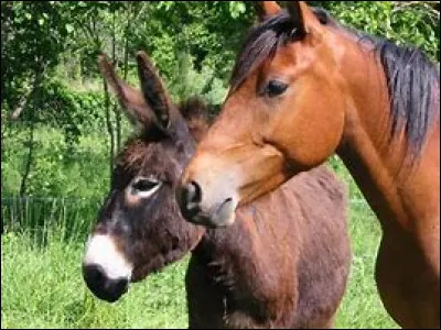 Quel équidé préfères-tu ?