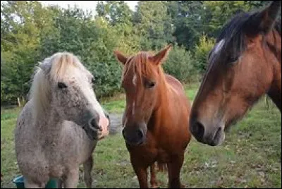 Quelle couleur préfères-tu ?