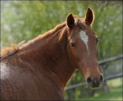 Quelle image préfères-tu ?