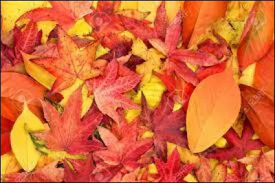 Est-ce que ta couleur se trouve sur cette image ? (1)