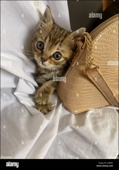 Dormir ou courir ? Tu préfères...