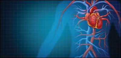 Sciences : Quelle est la plus grosse artère du corps humain ?