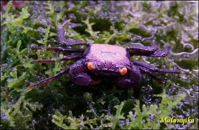À quelle famille appartient le crabe ?