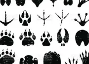 Quiz Les traces de pattes d'animaux