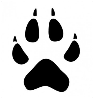 À quel animal sont ces traces ?