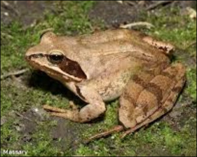 Retrouves les traces d'une grenouille :