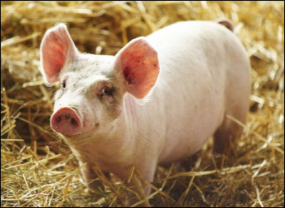 Retrouve les traces de pattes d'un cochon :