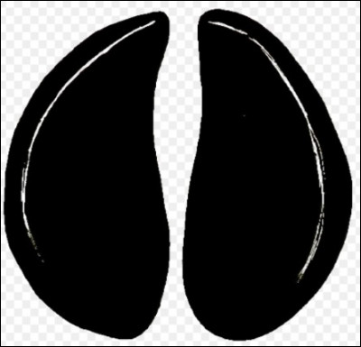 À quel animal appartiennent ces traces ?