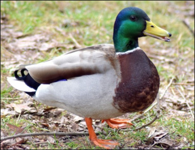 Trouve les traces de pattes du canard :