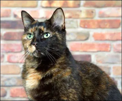 Quel pelage est le plus beau ?