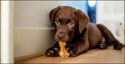 Quelle est ta gâterie préférée ?