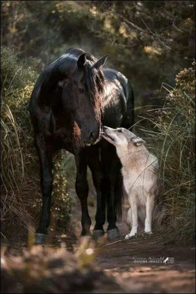 Si ton maître avait un autre animal, lequel serait-ce ?