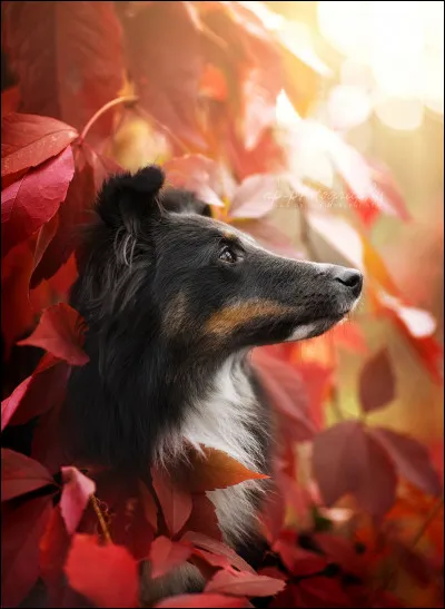 Si tu étais un chien, quel nom serait le plus beau pour toi ?