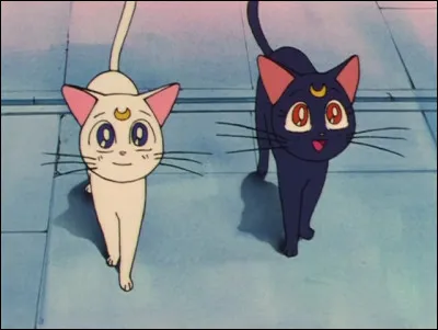 Ces chats viennent de quelle planète ?