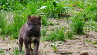 Tu vois cette image, tu dis...