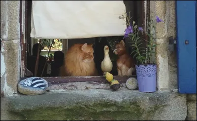 Où se cache le vrai chat ?