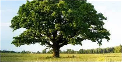 Dans ce parc, il y a de grands...