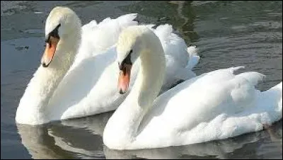 Des ... se baladent dans un étang.
