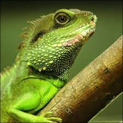 Comment se nomme la science qui étudie les reptiles et les amphibiens ?