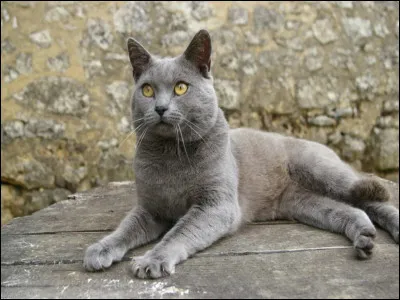 Laquelle de ces races de chats nexiste pas ?
