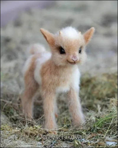 Comment sappelle le bébé du mouton ?