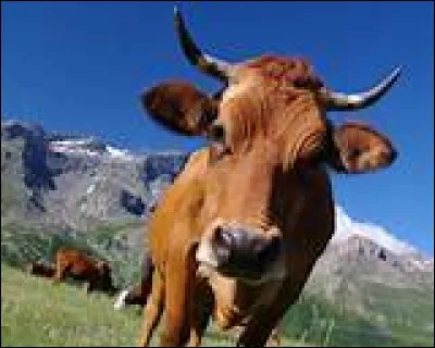 Comment sappelle le bébé de la vache ?