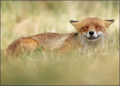 Comment sappelle le bébé du renard ?