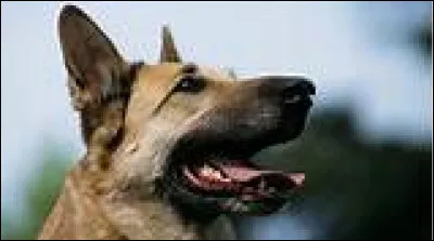 Comment sappelle le bébé du chien ?