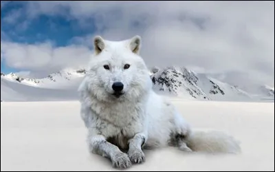 Comment sappelle le bébé du loup ?