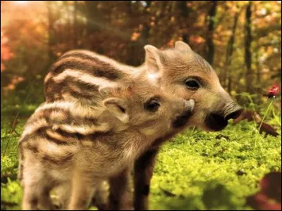 Comment sappelle le bébé du sanglier ?