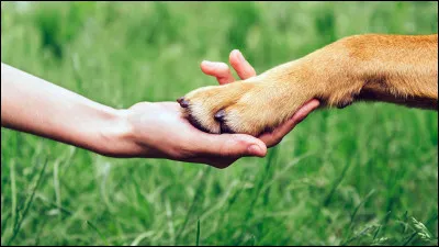 Et franchement, aimes tu les animaux ?