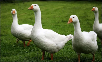 Quel animal a pour bébé loison ?