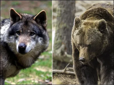 Préfères-tu être face à un ours ou à un loup ?