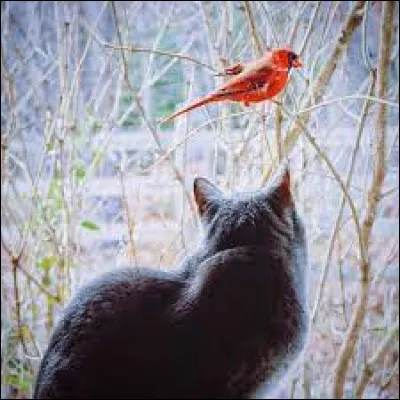 Préfères-tu parler aux chats ou parler aux oiseaux ?