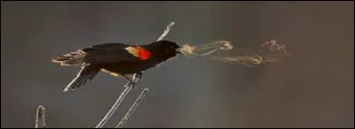 Certains peuvent avoir un appétit d'oiseau, d'autres une cervelle du même volatile. D'aucuns seront bizarres.