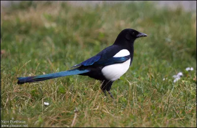 Quel est cet oiseau ?