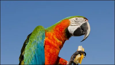 Quel est cet oiseau ?